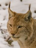 Lynx lynx